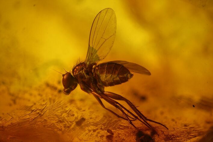 Detailed Fossil Fly (Dolichopodidae) In Baltic Amber #170042